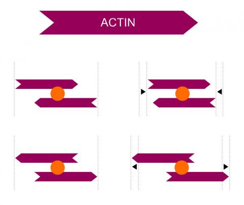 Depending on the arrangement of the actin filaments, the molecular motor (myosin, in orange) induces either extension or contraction.