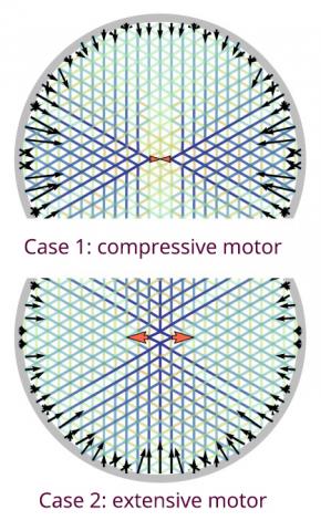 Regardless of the behaviour of the motor (inner arrows) in an actin network, contraction will always be observed at the edges of the cell (outer arrows). © Ronceray et al., arXiv (2015)