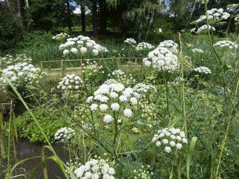 Collections ethnobotaniques : des plantes et des hommes au Jardin botanique de l'Université Paris-Saclay